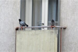 Due piccioni, e in mezzo il virus