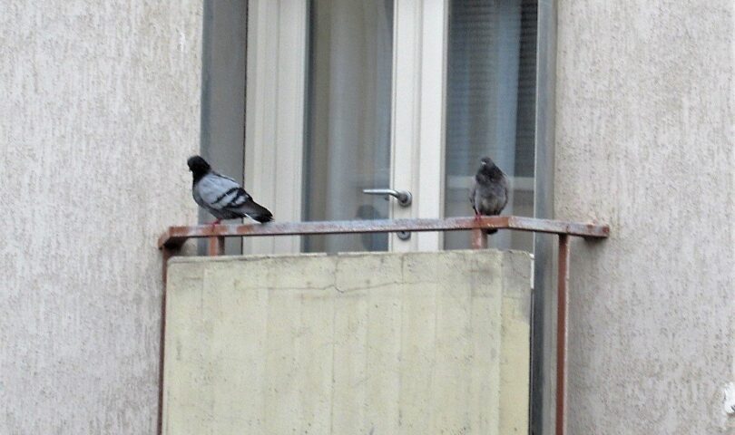 Due piccioni, e in mezzo il virus