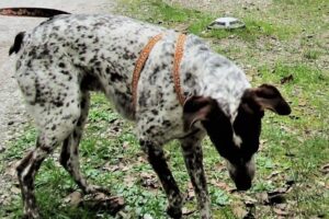 Luky nel parco di Villa Borbone (Viareggio)