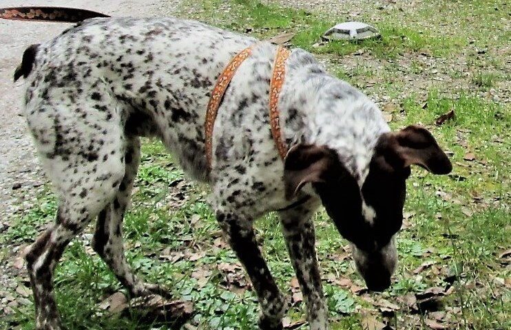 Luky nel parco di Villa Borbone (Viareggio)