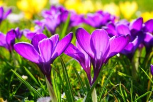 Primavera, poesia di Patrizia Valpiani