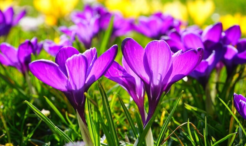 Primavera, poesia di Patrizia Valpiani