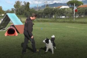 Luca Bartelloni e Greg, campioni italiani di Obedience