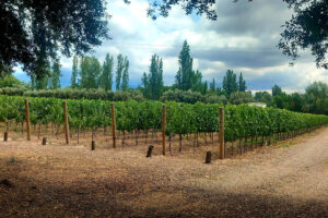 Mendoza vigneto italiano