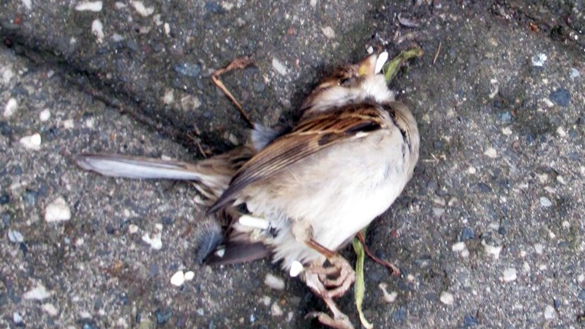 Uccello sotto il traliccio della telefonia mobile